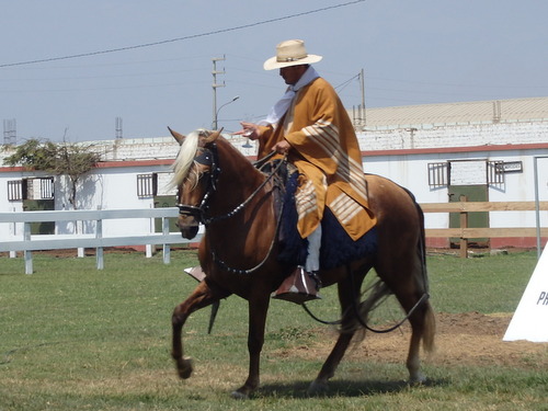 Peruvian Step Horse Show.